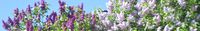 Flieder, Lektorengärtchen, P.S.-Lektorat, 70 Gartenzitate, Gartensprüche, Blumen Zitate, Natur, Gardening, Gartenfan, Gartenliebe, Fotos: © Petra Weymar