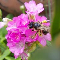 Biene auf Blüte, Garten, Lektorengärtchen